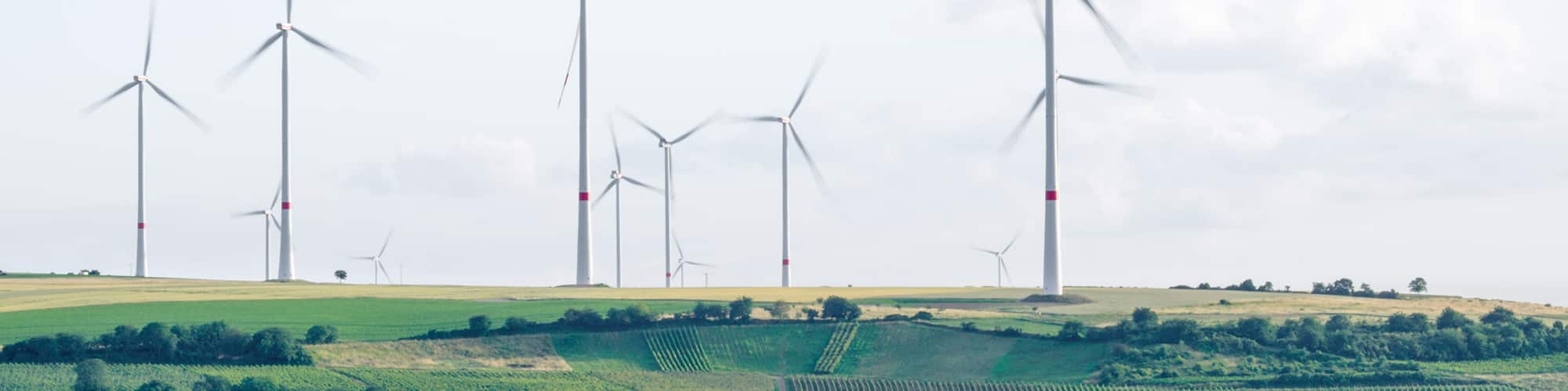 Wind driven electrical generators in a field